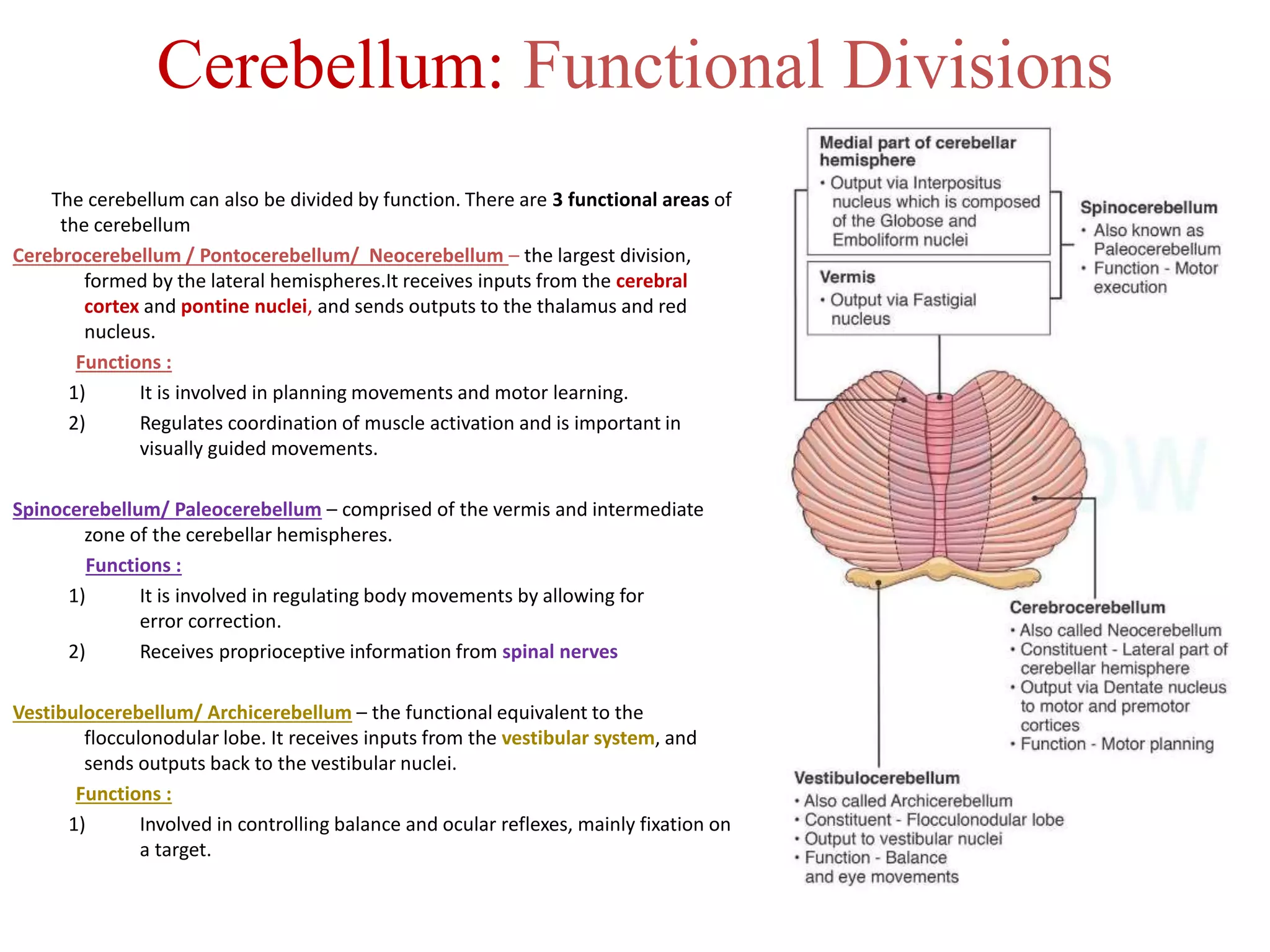 Cerebellum: Functional Divisions
The cerebellum can also be divided by function. There are 3 functional areas of
the cerebellum
Cerebrocerebellum / Pontocerebellum/ Neocerebellum – the largest division,
formed by the lateral hemispheres.It receives inputs from the cerebral
cortex and pontine nuclei, and sends outputs to the thalamus and red
nucleus.
Functions :
1) It is involved in planning movements and motor learning.
2) Regulates coordination of muscle activation and is important in
visually guided movements.
Spinocerebellum/ Paleocerebellum – comprised of the vermis and intermediate
zone of the cerebellar hemispheres.
Functions :
1) It is involved in regulating body movements by allowing for
error correction.
2) Receives proprioceptive information from spinal nerves
Vestibulocerebellum/ Archicerebellum – the functional equivalent to the
flocculonodular lobe. It receives inputs from the vestibular system, and
sends outputs back to the vestibular nuclei.
Functions :
1) Involved in controlling balance and ocular reflexes, mainly fixation on
a target.
 