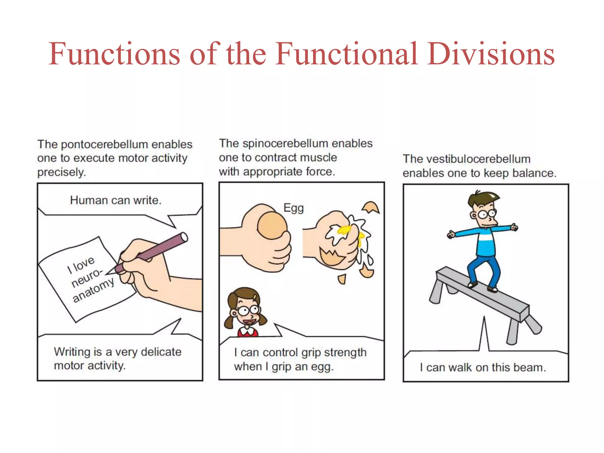 Functions of the Functional Divisions
 