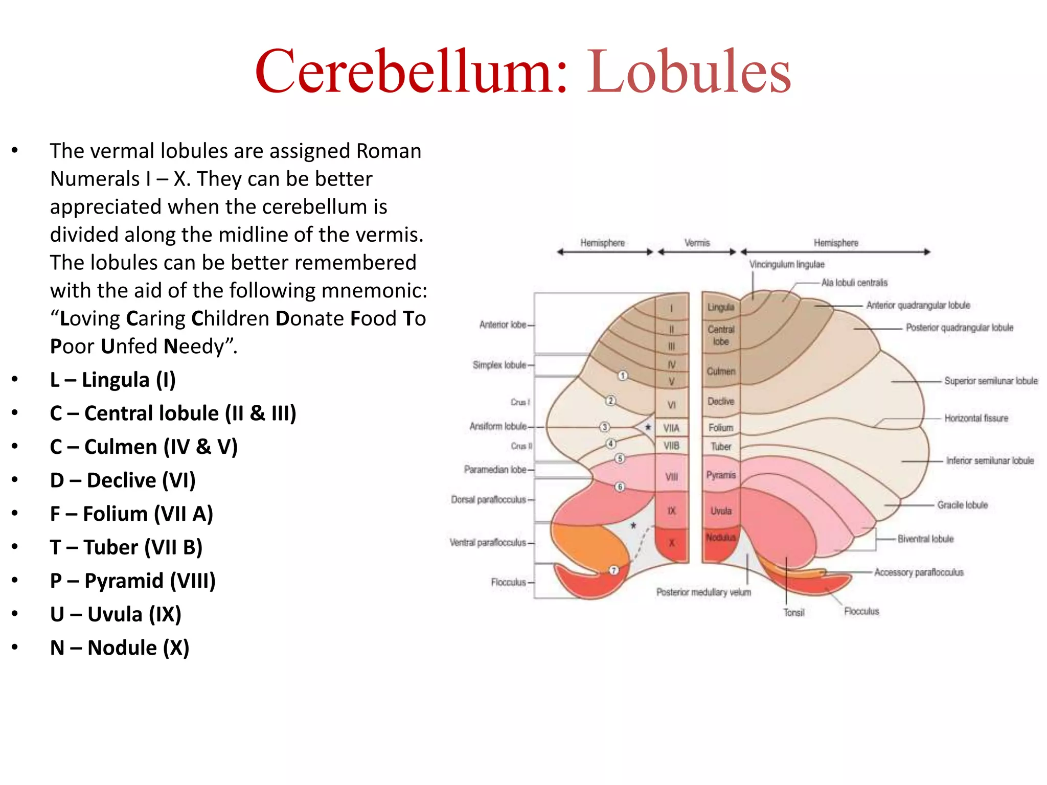 Cerebellum: Lobules
• The vermal lobules are assigned Roman
Numerals I – X. They can be better
appreciated when the cerebellum is
divided along the midline of the vermis.
The lobules can be better remembered
with the aid of the following mnemonic:
“Loving Caring Children Donate Food To
Poor Unfed Needy”.
• L – Lingula (I)
• C – Central lobule (II & III)
• C – Culmen (IV & V)
• D – Declive (VI)
• F – Folium (VII A)
• T – Tuber (VII B)
• P – Pyramid (VIII)
• U – Uvula (IX)
• N – Nodule (X)
 
