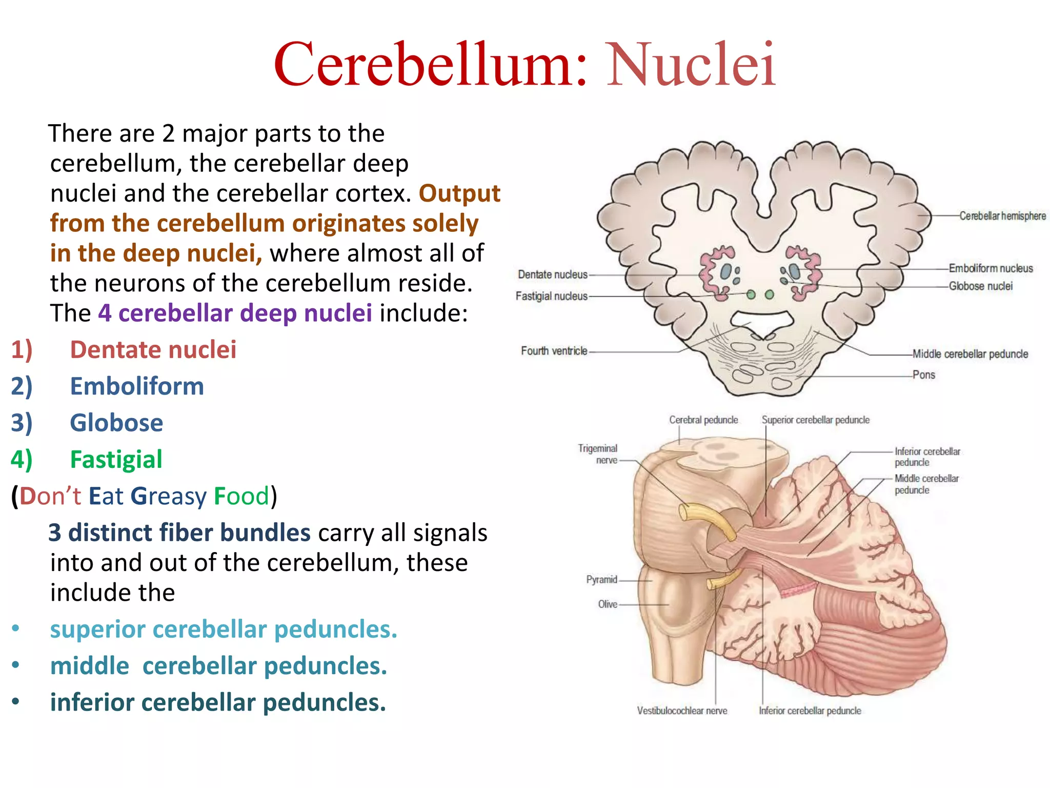 Cerebellum: Nuclei
There are 2 major parts to the
cerebellum, the cerebellar deep
nuclei and the cerebellar cortex. Output
from the cerebellum originates solely
in the deep nuclei, where almost all of
the neurons of the cerebellum reside.
The 4 cerebellar deep nuclei include:
1) Dentate nuclei
2) Emboliform
3) Globose
4) Fastigial
(Don’t Eat Greasy Food)
3 distinct fiber bundles carry all signals
into and out of the cerebellum, these
include the
• superior cerebellar peduncles.
• middle cerebellar peduncles.
• inferior cerebellar peduncles.
 