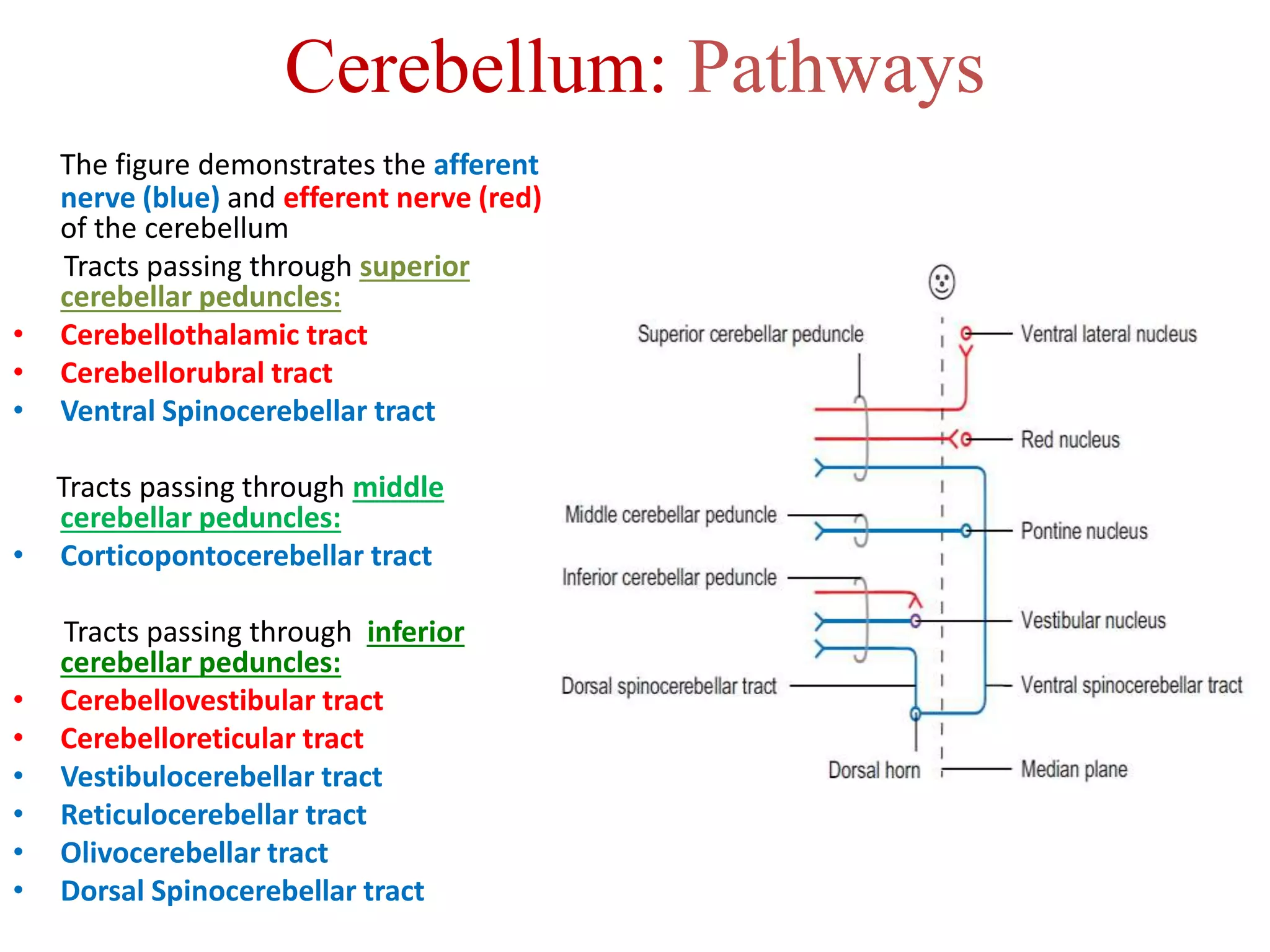 Cerebellum: Pathways
The figure demonstrates the afferent
nerve (blue) and efferent nerve (red)
of the cerebellum
Tracts passing through superior
cerebellar peduncles:
• Cerebellothalamic tract
• Cerebellorubral tract
• Ventral Spinocerebellar tract
Tracts passing through middle
cerebellar peduncles:
• Corticopontocerebellar tract
Tracts passing through inferior
cerebellar peduncles:
• Cerebellovestibular tract
• Cerebelloreticular tract
• Vestibulocerebellar tract
• Reticulocerebellar tract
• Olivocerebellar tract
• Dorsal Spinocerebellar tract
 
