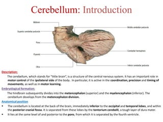 Anatomy & functions of the Brainstem & Cerebellum | PPTX