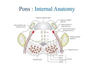 Internal Pons Anatomy & functions of the Brainstem & Cerebellum | PPTX