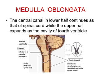Anatomy of brain steam midbrain pons and medulla | PPTX