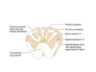 Anatomy of brain steam midbrain pons and medulla | PPTX