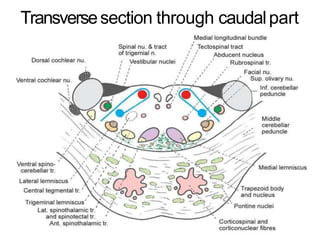 Anatomy of brain steam midbrain pons and medulla | PPTX