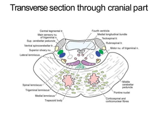 Anatomy of brain steam midbrain pons and medulla | PPTX