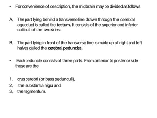 Anatomy of brain steam midbrain pons and medulla | PPTX