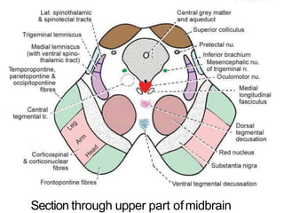 Anatomy of brain steam midbrain pons and medulla | PPTX