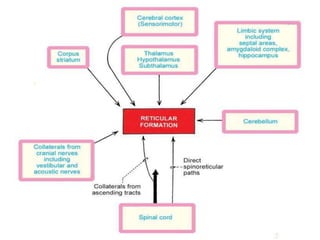 Anatomy of brain steam midbrain pons and medulla | PPTX