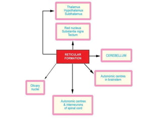 Anatomy of brain steam midbrain pons and medulla | PPTX