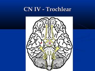 Brainstem cranial nerve | PPT