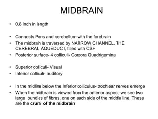 Midbrain Csf BRAINSTEM-DETAILED.pptx