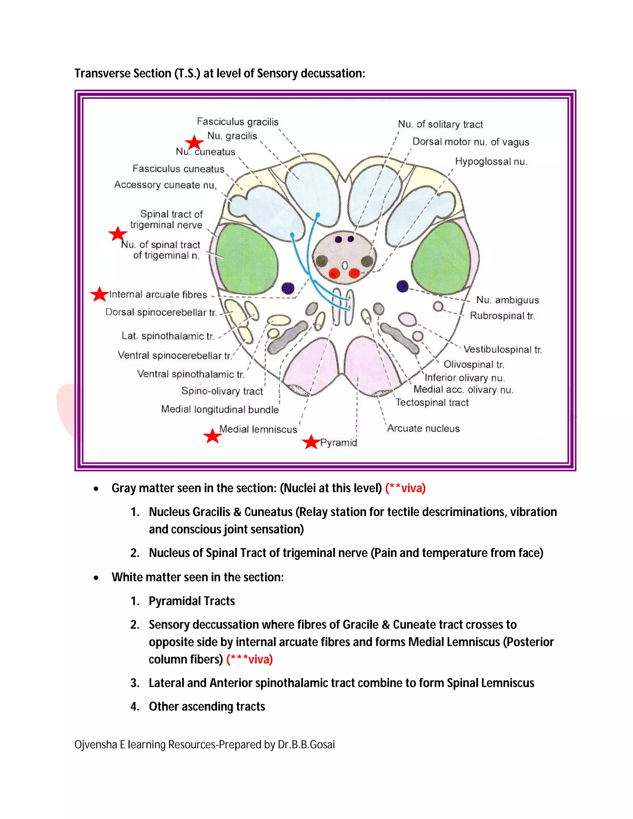 Ojvensha E learning Resources-Prepared by Dr.B.B.Gosai
Transverse Section (T.S.) at level of Sensory decussation:
 Gray matter seen in the section: (Nuclei at this level) (**viva)
1. Nucleus Gracilis & Cuneatus (Relay station for tectile descriminations, vibration
and conscious joint sensation)
2. Nucleus of Spinal Tract of trigeminal nerve (Pain and temperature from face)
 White matter seen in the section:
1. Pyramidal Tracts
2. Sensory deccussation where fibres of Gracile & Cuneate tract crosses to
opposite side by internal arcuate fibres and forms Medial Lemniscus (Posterior
column fibers) (***viva)
3. Lateral and Anterior spinothalamic tract combine to form Spinal Lemniscus
4. Other ascending tracts
 