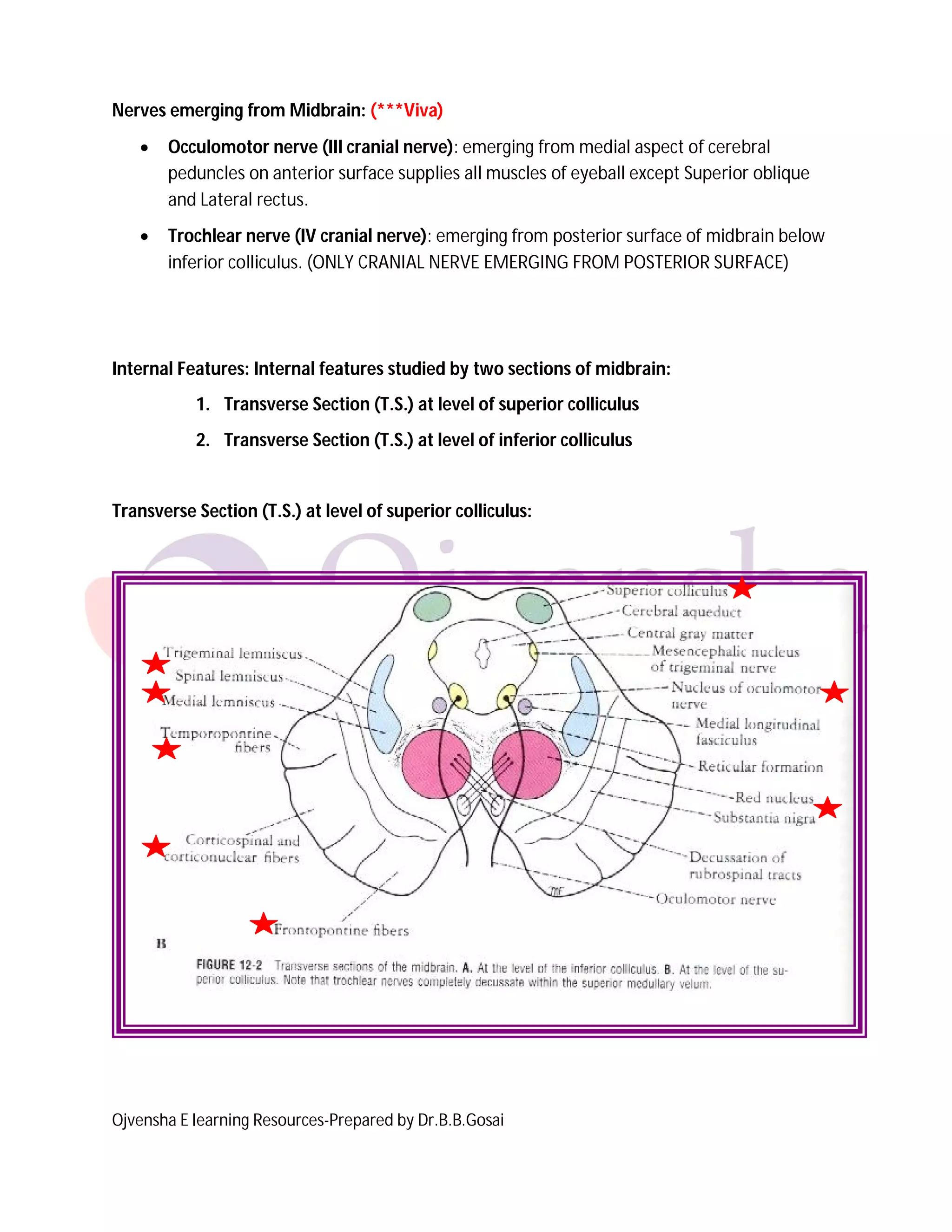 Ojvensha E learning Resources-Prepared by Dr.B.B.Gosai
Nerves emerging from Midbrain: (***Viva)
 Occulomotor nerve (III cranial nerve): emerging from medial aspect of cerebral
peduncles on anterior surface supplies all muscles of eyeball except Superior oblique
and Lateral rectus.
 Trochlear nerve (IV cranial nerve): emerging from posterior surface of midbrain below
inferior colliculus. (ONLY CRANIAL NERVE EMERGING FROM POSTERIOR SURFACE)
Internal Features: Internal features studied by two sections of midbrain:
1. Transverse Section (T.S.) at level of superior colliculus
2. Transverse Section (T.S.) at level of inferior colliculus
Transverse Section (T.S.) at level of superior colliculus:
 