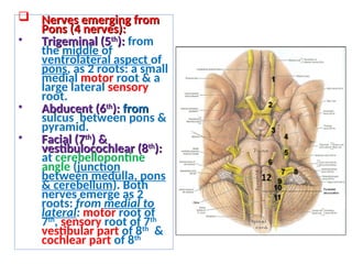 Pyramids Pons Brain Stem-External Features- medulla oblongata, pons, midbrain | PPT