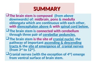 Brain Stem-External Features- medulla oblongata, pons, midbrain | PPT