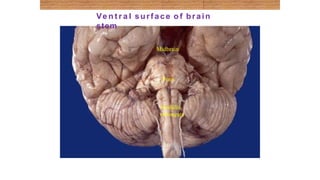 Midbrain
Pons
Medulla
oblongata
Ve n t r a l surface o f brain
stem
 