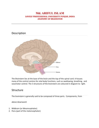Md. ARIFUL ISLAM
LOVELY PROFESSIONAL UNIVERSITY PUNJAB ,INDIA
ANATOMY OF BRAINSTEM
Description
The Brainstem lies at the base of the brain and the top of the spinal cord. It houses
many of the control centres for vital body functions, such as swallowing, breathing, and
vasomotor control. The 3 structures of the brainstem are coloured in diagram to right.
Structure
The brainstem is generally said to be composed of three parts. Components, from
above downward:
1. Midbrain (or Mesencephalon)
2. Pons (part of the metencephalon)
 