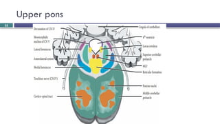 Brainstem and CN localization Yilkal.pptx