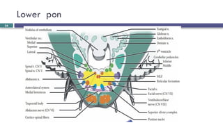 Brainstem and CN localization Yilkal.pptx