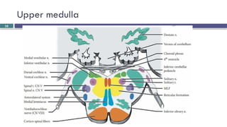 Brainstem and CN localization Yilkal.pptx