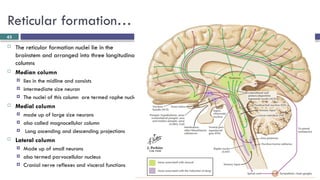 Brainstem and CN localization Yilkal.pptx