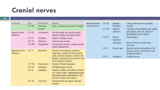 Brainstem and CN localization Yilkal.pptx
