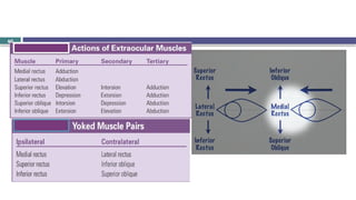 Brainstem and CN localization Yilkal.pptx