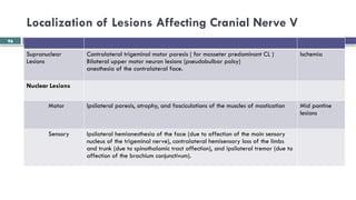 Brainstem and CN localization Yilkal.pptx