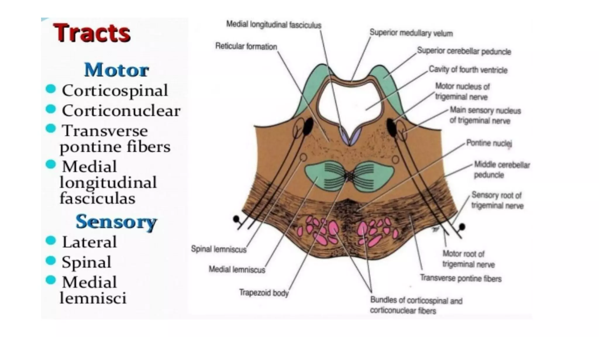 Brain stem and spinal cord | PDF