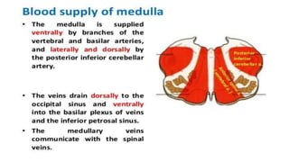 Brain stem and spinal cord | PDF