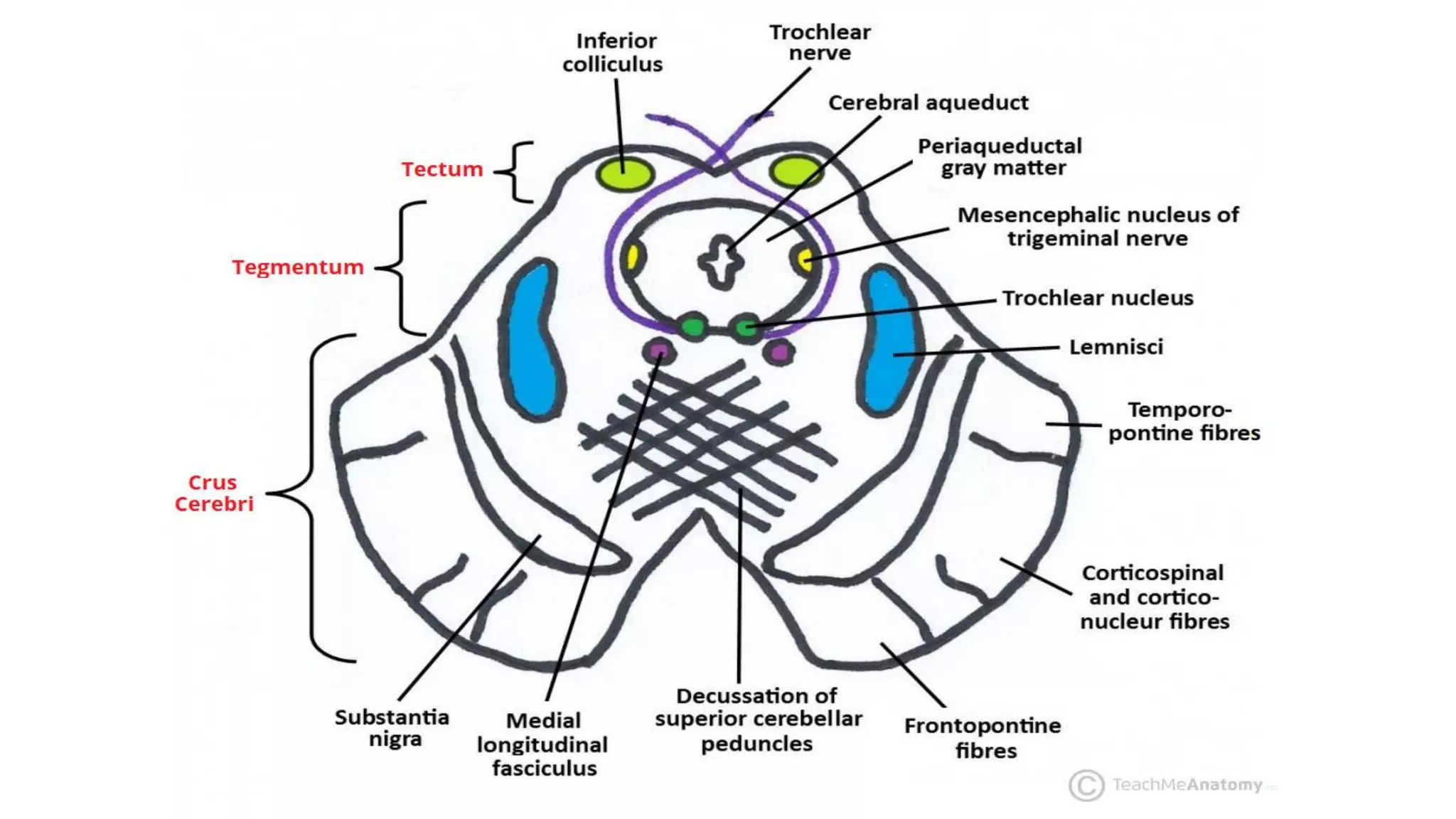 Brain stem and spinal cord | PDF