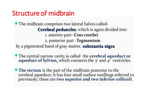 Structureof midbrain
 