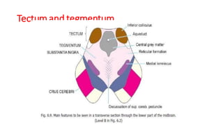Tectum and tegmentum
 