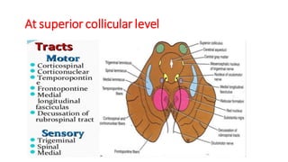 At superior collicular level
 
