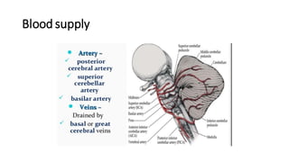 Blood supply
 