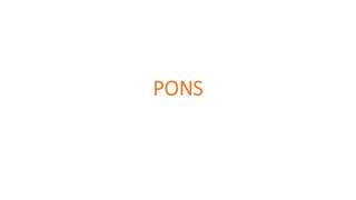 PONS
 