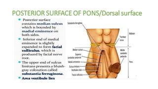 POSTERIOR SURFACE OF PONS/Dorsal surface
 
