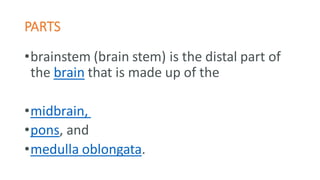 PARTS
•brainstem (brain stem) is the distal part of
the brain that is made up of the
•midbrain,
•pons, and
•medulla oblongata.
 
