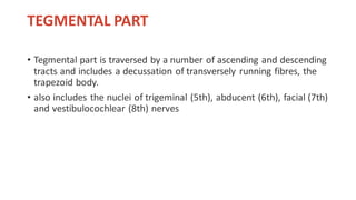TEGMENTAL PART
• Tegmental part is traversed by a number of ascending and descending
tracts and includes a decussation of transversely running fibres, the
trapezoid body.
• also includes the nuclei of trigeminal (5th), abducent (6th), facial (7th)
and vestibulocochlear (8th) nerves
 