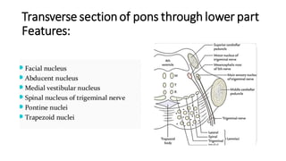 Transverse sectionof pons through lower part
Features:
 