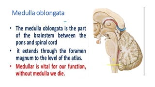 Medulla oblongata
 