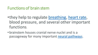 Functions of brain stem
•they help to regulate breathing, heart rate,
blood pressure, and several other important
functions.
•brainstem houses cranial nerve nuclei and is a
passageway for many important neural pathways.
 