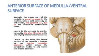 ANTERIOR SURFACE OF MEDULLA/VENTRAL
SURFACE
 