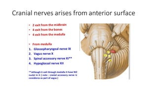 Cranial nerves arises from anterior surface
 