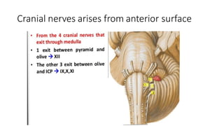 Cranial nerves arises from anterior surface
 