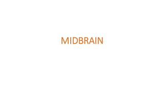 MIDBRAIN
 