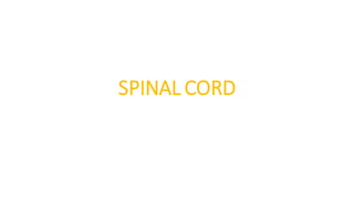 SPINAL CORD
 
