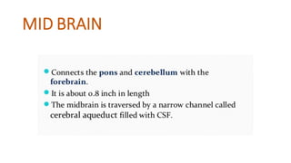 MID BRAIN
 